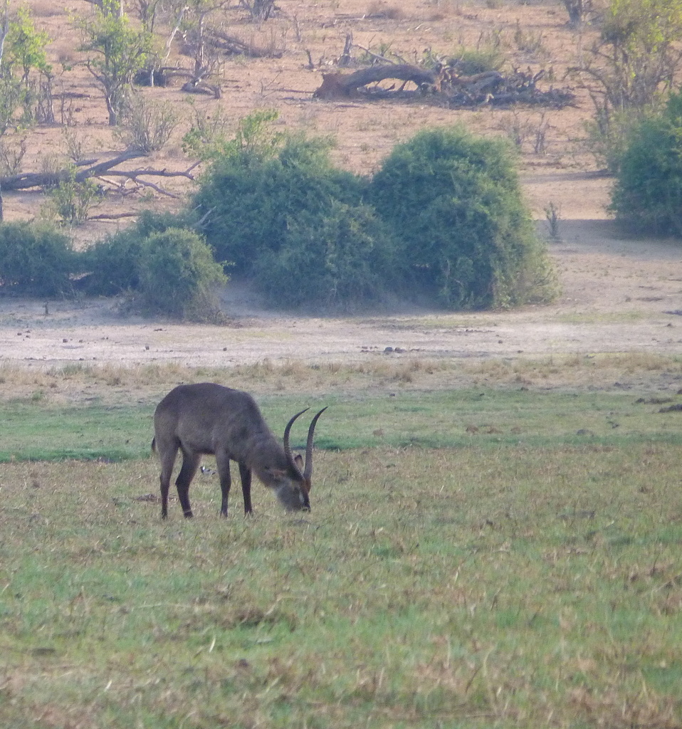 Kobus ellipsiprymnus, Distrito Chobe, Botsuana, by Francisco J. Serrano Eizaguerri