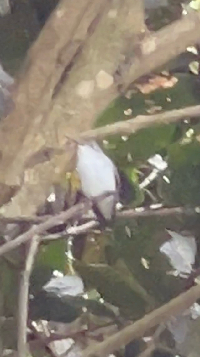 White-bellied Hummingbird (Elliotomyia chionogaster), photo 10