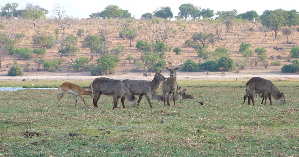 Kobus ellipsiprymnus, Distrito Chobe, Botsuana, by Francisco J. Serrano Eizaguerri