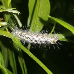 Acronicta tota