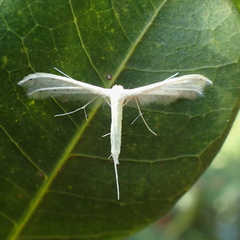 Pterophorus albidus