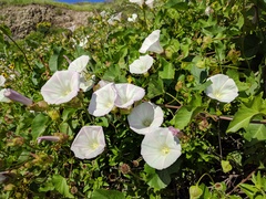 Calystegia macrostegia macrostegia