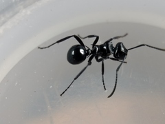 Polyrhachis clio