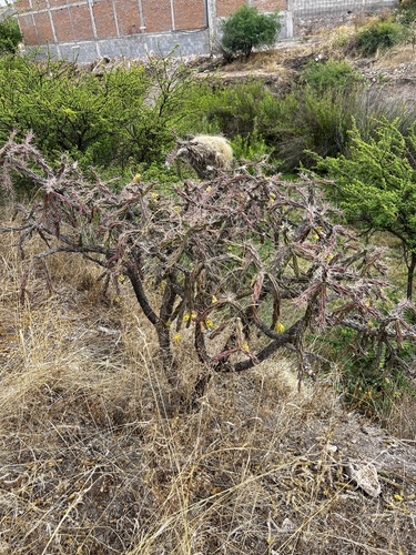 tree cholla