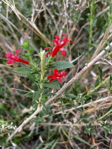 Mexican False Calico