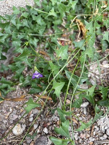 Snapdragon Vine