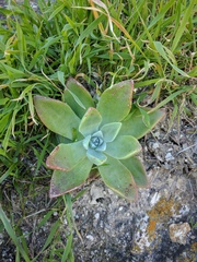Dudleya greenei