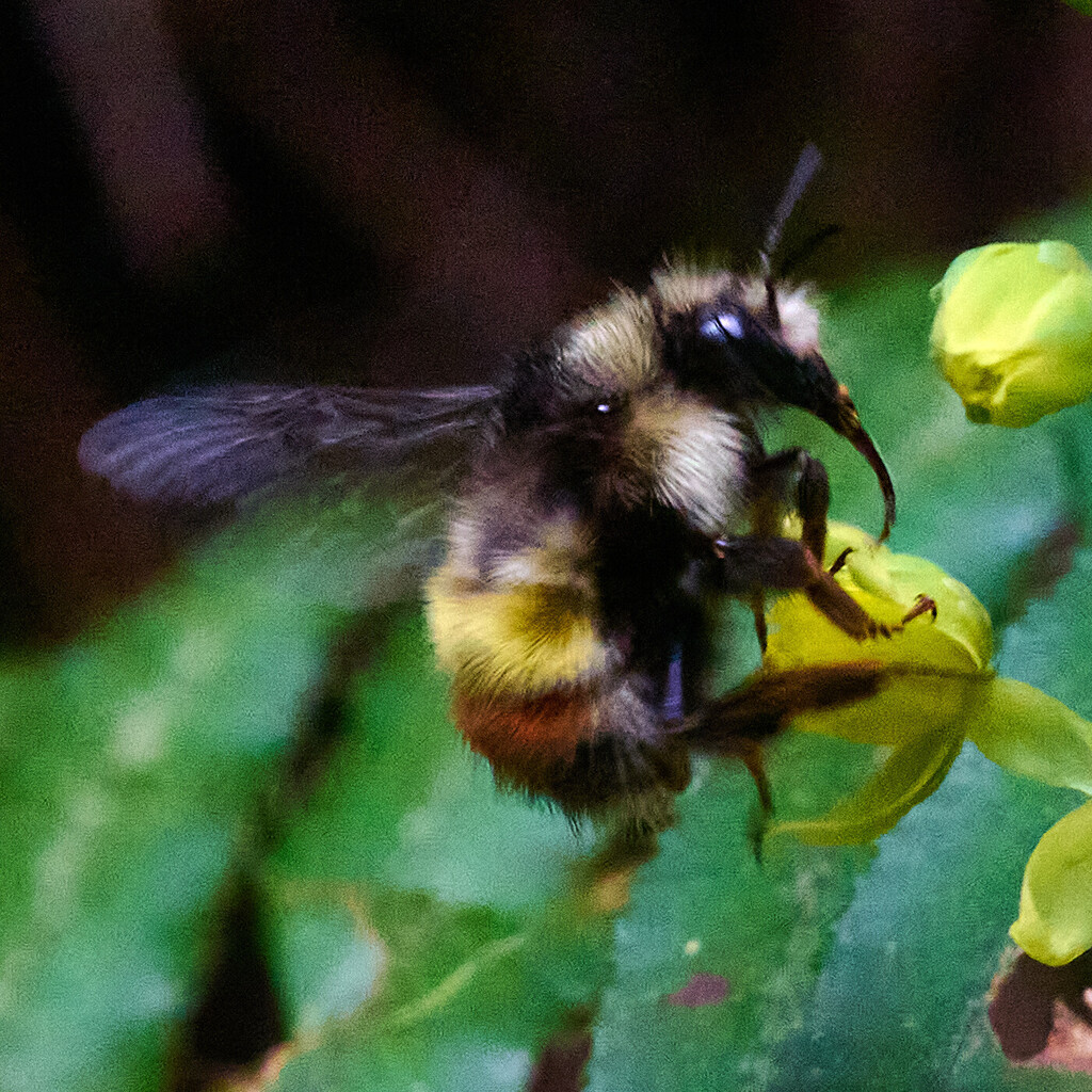 Yellow-fronted Bumble Bee from Metro Vancouver, BC, Canada on April 22 ...
