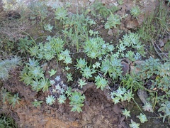 Dudleya greenei