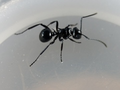 Polyrhachis clio
