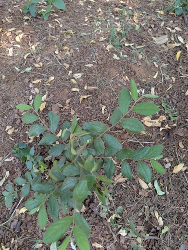 Diospyros chloroxylon, photograph 6
