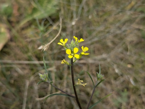 Erysimum diffusum, photograph 6