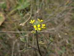 Erysimum diffusum, photograph (c) Elias, some rights reserved (CC BY)