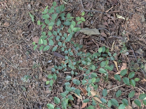 Flacourtia indica, photograph 5