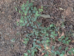 Flacourtia indica, photograph (c) Ravuri Krishna Chaitanya, some rights reserved (CC BY)