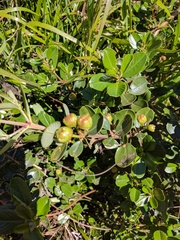 Ceanothus megacarpus insularis