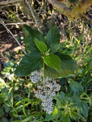 Ceanothus arboreus
