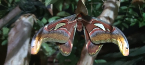 Canning's Lesser Atlas Moth