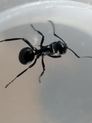 Polyrhachis clio