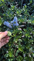 Ceanothus thyrsiflorus griseus