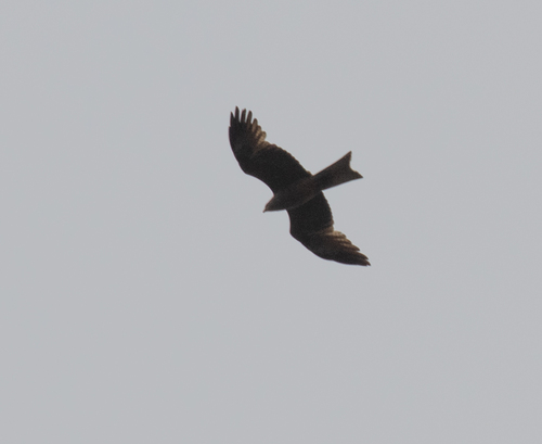 Black Kite