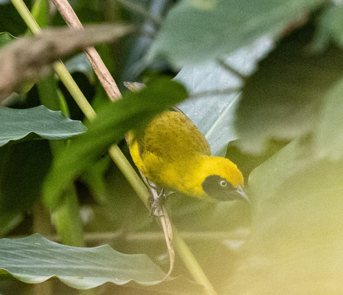 Bannerman's Weaver (Ploceus bannermani), photo 3