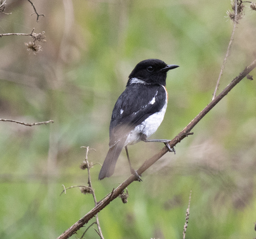 African Stonechat