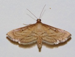 Marasmia cochrusalis