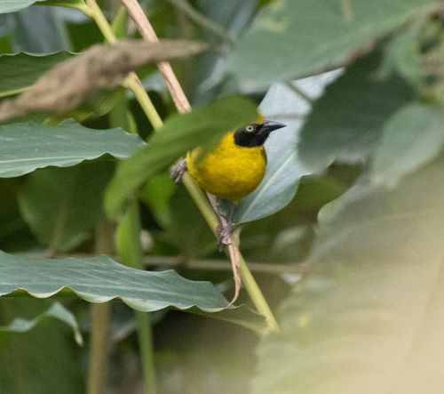 Bannerman's Weaver (Ploceus bannermani), photo 2