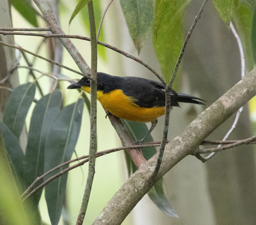 Yellow-breasted Boubou (Laniarius atroflavus), photo 7