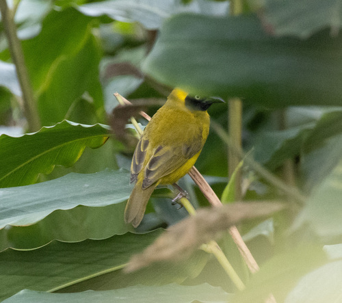 Bannerman's Weaver (Ploceus bannermani), photo 5