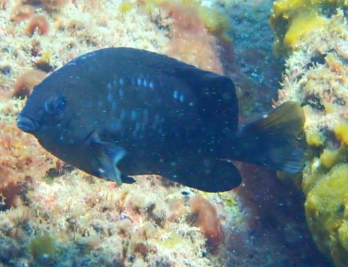 Kaapverdische koraaljuffer (Stegastes imbricatus) — Pomacentridae — 2
