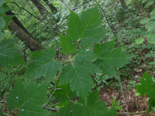 Image of Acer ukurunduense by (c) M. Socorro González Elizondo, some rights reserved (CC BY-SA)