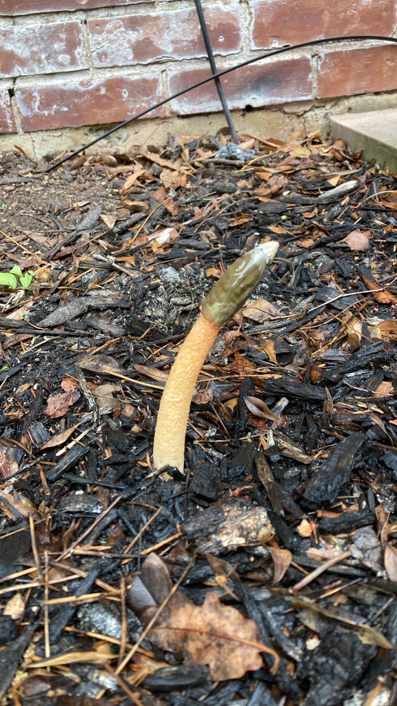 Wrinkly Stinkhorn