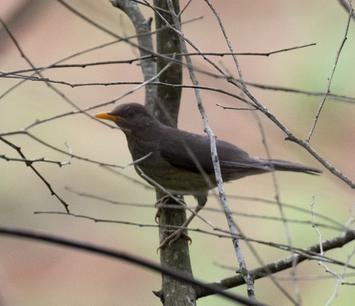 African Thrush