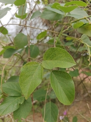 Canavalia cathartica, photograph (c) Harsha Jayaramaiah, some rights reserved (CC BY)