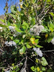 Ceanothus arboreus