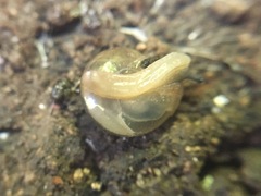 Expocystis rusticus
