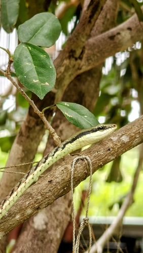 Boulenger's Bronzeback