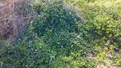 Ceanothus thyrsiflorus griseus