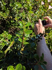 Ceanothus megacarpus insularis