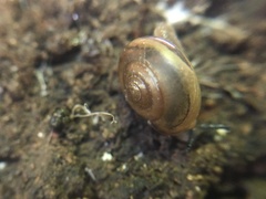 Expocystis rusticus