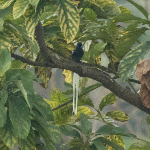 African Paradise-Flycatcher