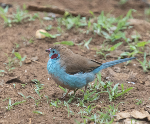 Red-cheeked Cordonbleu