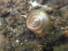 Expocystis rusticus