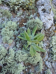 Dudleya greenei