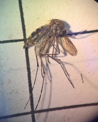 Aedes squamiger