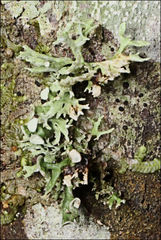 Ramalina inflata