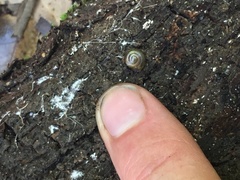 Expocystis rusticus