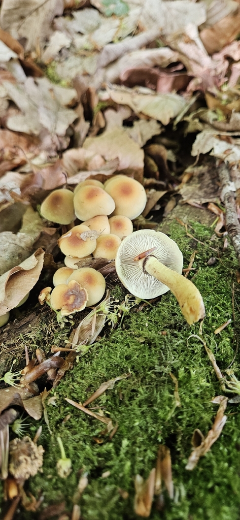 Hypholoma fasciculare · May 2026 · photo: © run4 (iNaturalist, cc-by)